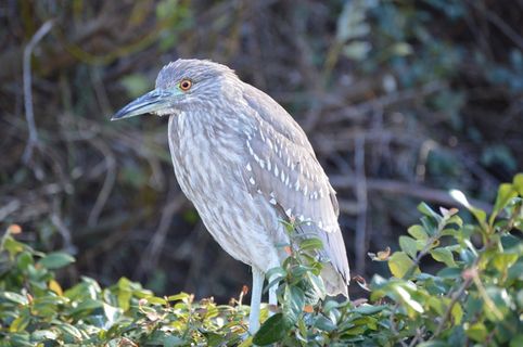 黑冠夜鹭，鹭，自然，尤文