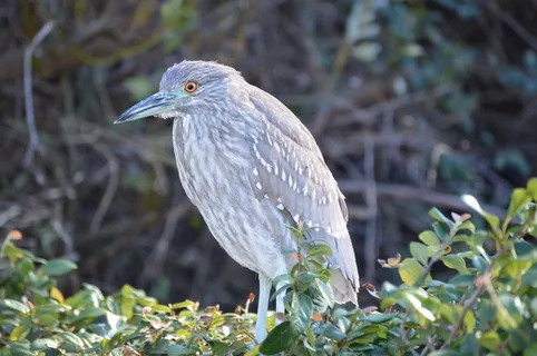 黑冠夜鹭，鹭，自然，尤文