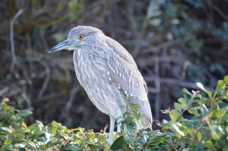 黑冠夜鹭，鹭，自然，尤文