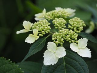 绣球花，Yamaajisai，白花，鲜花
