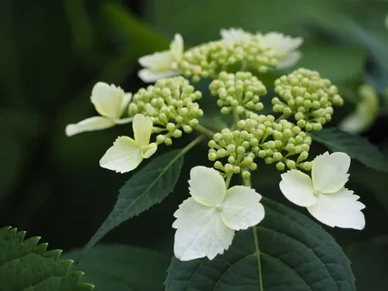 绣球花,Yamaajisai,白花,鲜花 绣球花,Yamaajisai,白花,鲜花