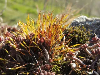 草，植物，自然，草地