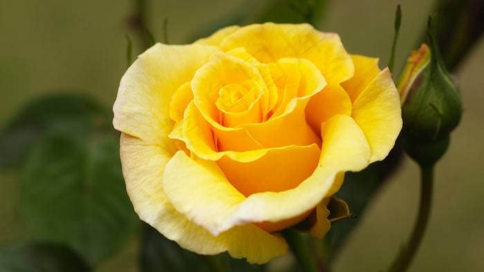 玫瑰，黄玫瑰，黄花