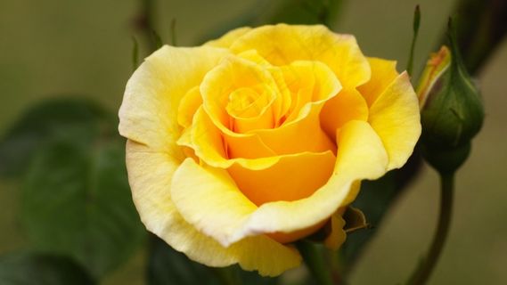 玫瑰，黄玫瑰，黄花