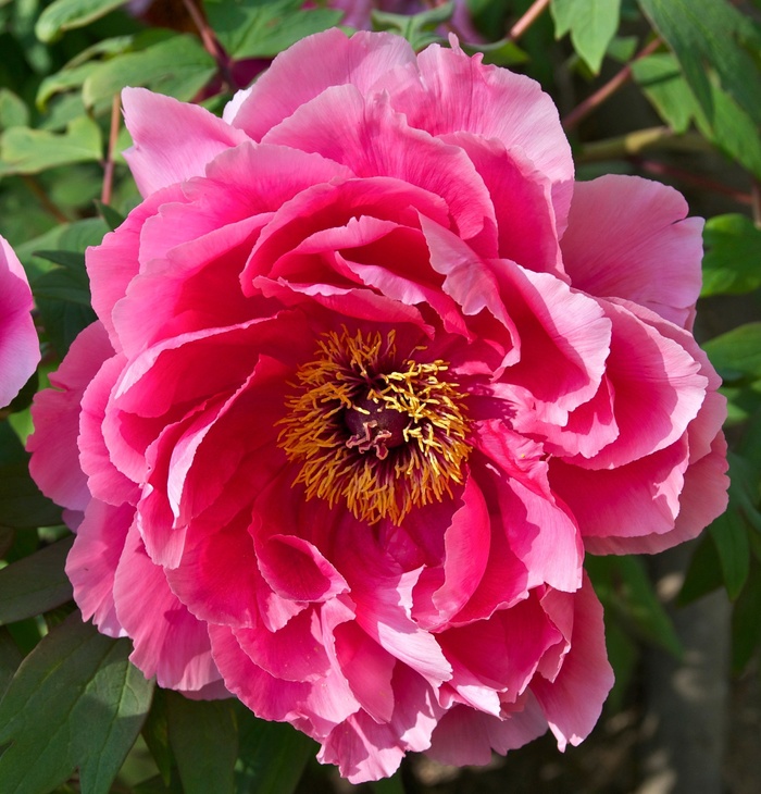 牡丹，花，粉红色，红色，花的，开花，盛开