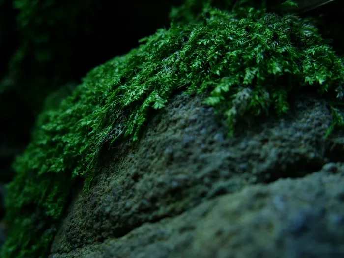 森林，苔，森林凋落物，宏，石头