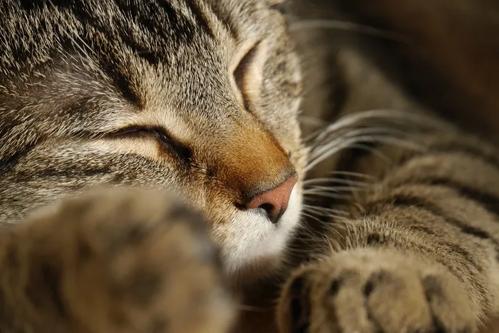 猫，爪子，宠物，猫的爪子，爪子印记，阿迪达斯，蓬松