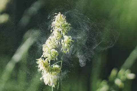 植物,花,盛开,开花,花粉,摇,云 植物,花,盛开,开花,花粉,摇,云