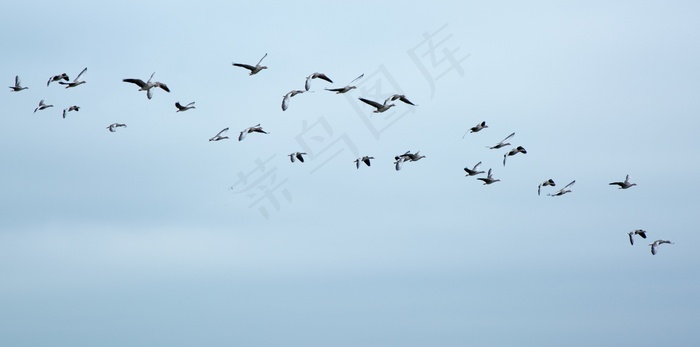 候鸟，鹅，野鹅，鸟群