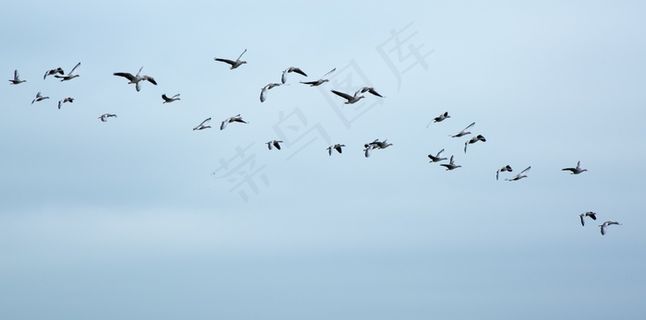 候鸟，鹅，野鹅，鸟群