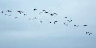 候鸟，鹅，野鹅，鸟群