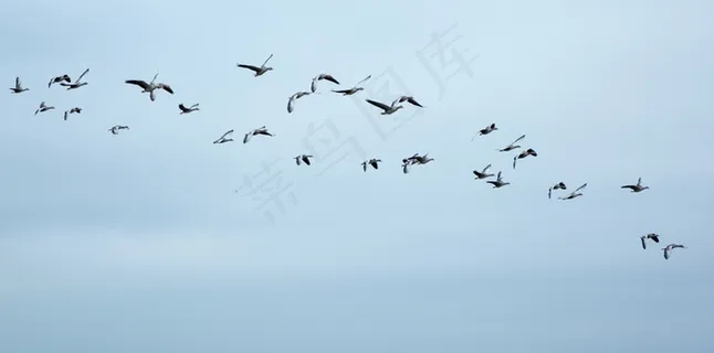 候鸟,鹅,野鹅,鸟群 候鸟,鹅,野鹅,鸟群