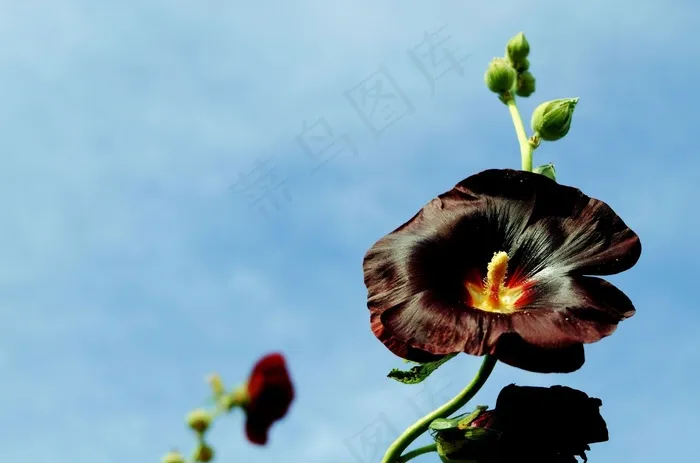 股票玫瑰，小玫瑰，开花，芽，黑暗