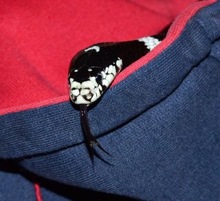 加州Getula，链条小蛇，蛇，蛇王