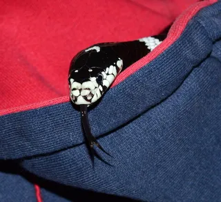 加州Getula，链条小蛇，蛇，蛇王