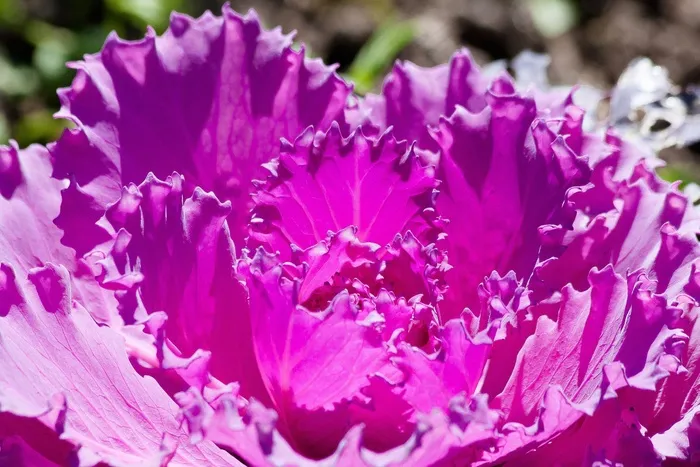 观赏白菜，芸苔，白菜绿