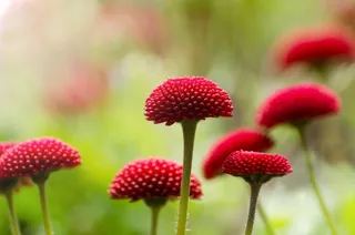 花，红色，夏天，特写，春天，园艺，宏