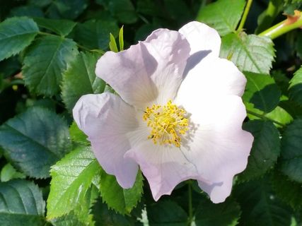 野玫瑰，花，自然，夏天