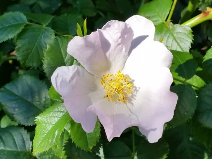 野玫瑰,花,自然,夏天 野玫瑰,花,自然,夏天