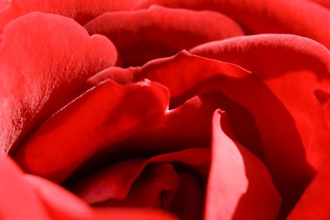 玫瑰,红色,花,浪漫,爱情,开花,情人节 玫瑰,红色,花,浪漫,爱情,开花,情人节