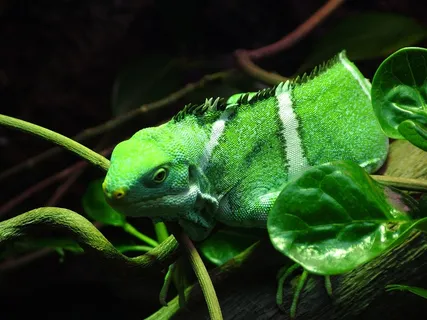 斐济鬣蜥,鬣蜥,带状,绿色,Brachylophus 斐济鬣蜥,鬣蜥,带状,绿色,Brachylophus