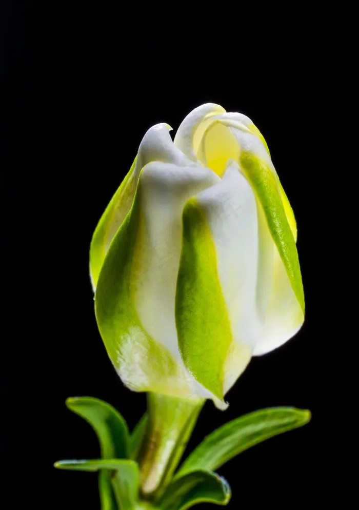 开花，花，白绿色