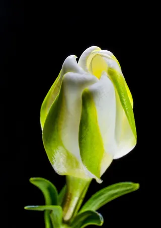 开花，花，白绿色