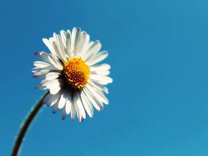 雏菊,天空,花,开花,性质,春天 雏菊,天空,花,开花,性质,春天