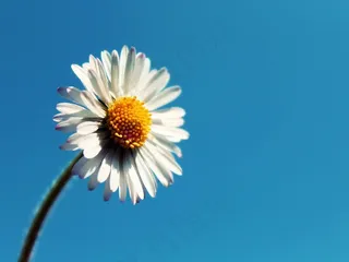 雏菊，天空，花，开花，性质，春天