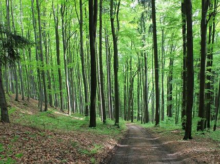森林，路径，林道，树木，绿色，波西米亚