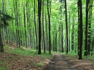 森林，路径，林道，树木，绿色，波西米亚