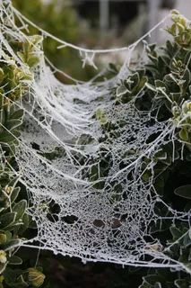 露水，成熟，植物，性质，水分，蜘蛛网