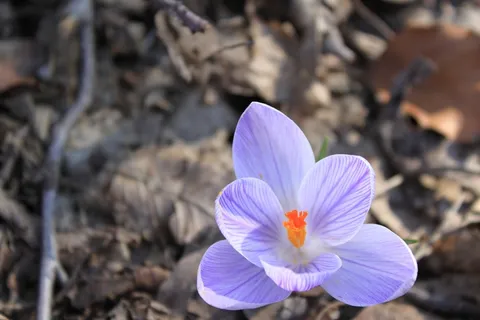 番红花，春天，鲜花，绿色，植物，宏