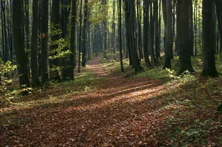 秋，叶子，棕色，树，黄色的树叶