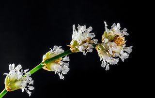 小花，野花，白，开花，盛开