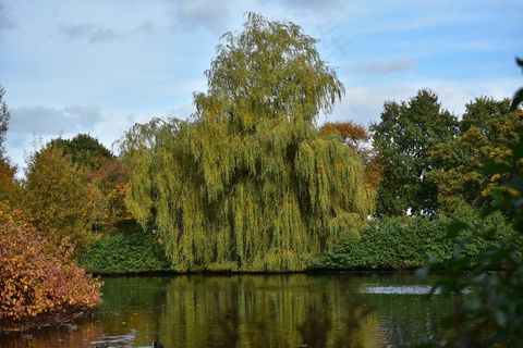 秋天，树木，金色的秋天，秋天的颜色，黄色