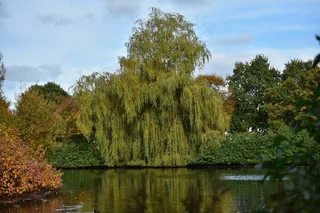 秋天，树木，金色的秋天，秋天的颜色，黄色