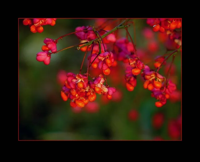 纺锤，开花，盛开，算命，观赏灌木