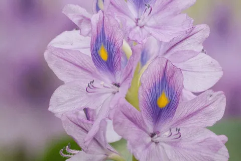 凤眼兰,凤眼兰,花序 凤眼兰,凤眼兰,花序