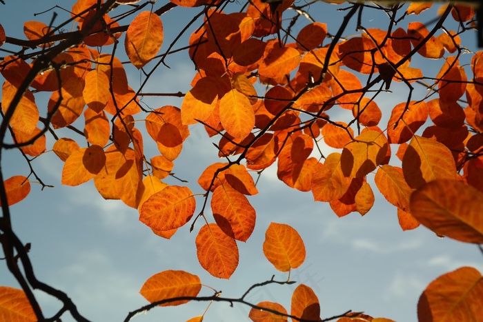 Amelanchier，叶子，秋季，橙色，红色，血红色