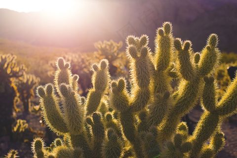 仙人掌,黄金钮,褪色柳,智利南美衫,仙人柱,阳光仙人掌沙漠异国情调