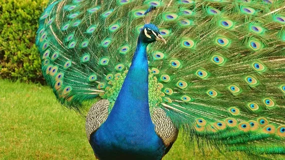 孔雀，鸟，鸟，尾巴