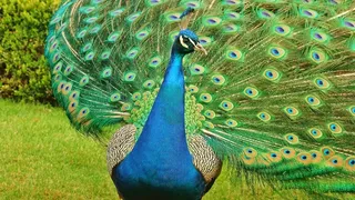 孔雀，鸟，鸟，尾巴