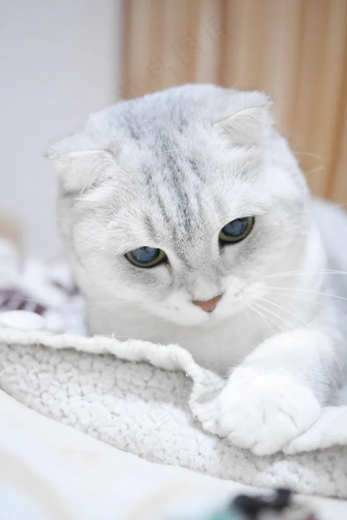 苏格兰折耳猫，银色渐变，猫，动物，宠物