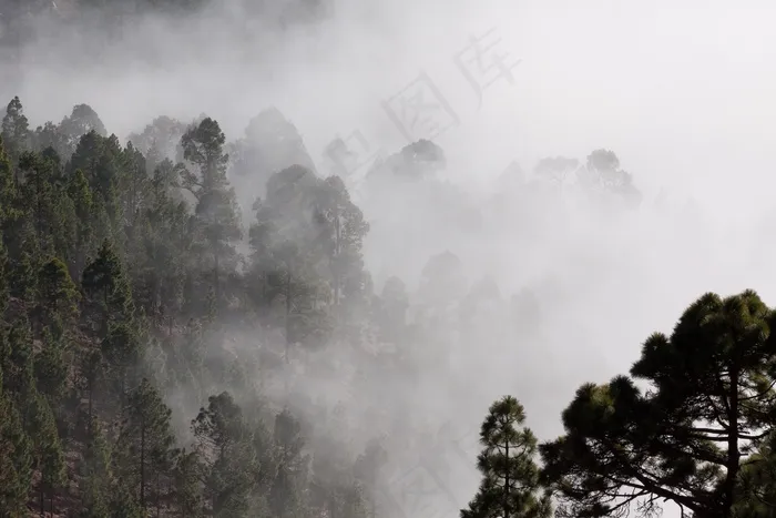 雾，轮廓，松树，树木，神秘，景观