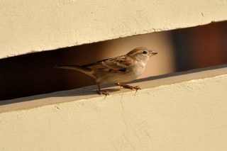 山麻雀,英格兰麻雀,树麻雀,黑顶麻雀,小麻雀,麻雀在混凝土墙孔