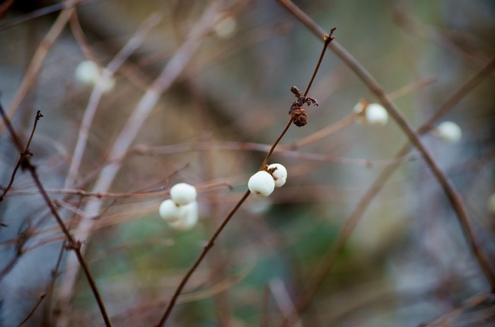 雪果,槲寄生,褪色柳,绿梅,白梅花,en invierno