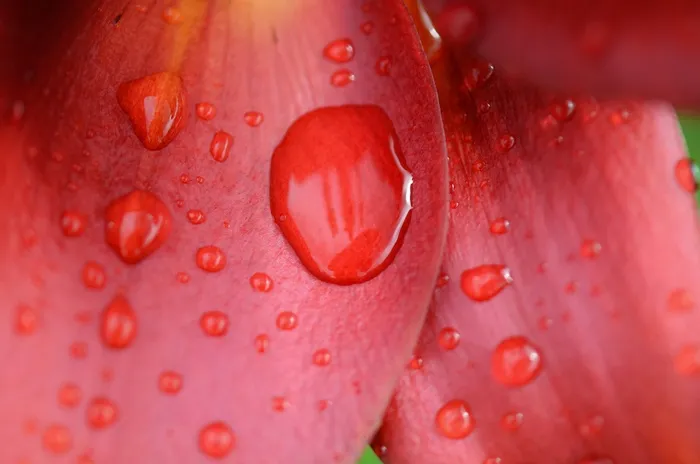 百合，花，花的，开花，自然，春天，夏天