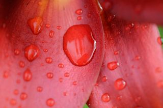 百合，花，花的，开花，自然，春天，夏天