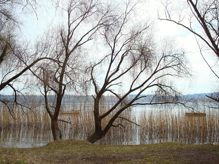 灌木，布什，水，湖泊风景，天空，性质，银行，舰船